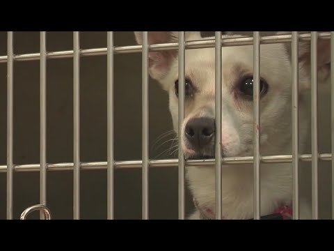 Betty White Challenge has major impact on metro Atlanta animal shelters