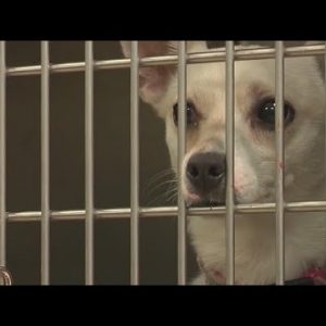 Betty White Challenge has major impact on metro Atlanta animal shelters