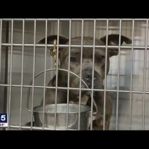 I-Team: Dogs seized in animal abuse investigation still in cages two years later